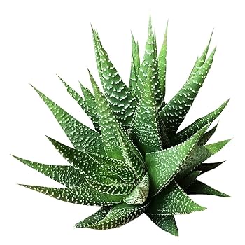 多肉植物全書 All about SUCCULENTS 多肉植物全書 All about SUCCULENTS | パワポン・スパナンタナー
